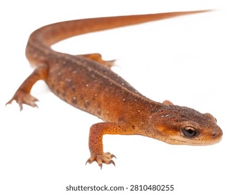 A single eastern newt crawling forward, isolated on white transparent background.
