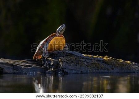 Single Eastern Painted Turtle basking in the morning sun on semi-submerged log