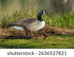 Single elegant Canadian Goose in natural habitat area surrounding lake, gazing away, lovely clear light