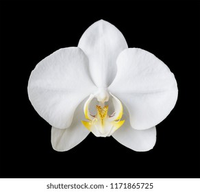 Single Elegant Flower Of A White Phalaenopsis Orchid Isolated On A Black Background