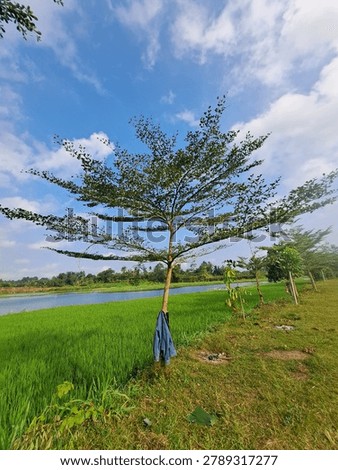 A single elegant spreading tropical tree with wide horizontal branches stands prominently beside lush bright green young rice paddy field and a calm reflecting lake, with tropical vegetation and blue sky with white clouds in the background, Lombok, West Nusa Tenggara, Indonesia. Iconic rural landscape composition with tree, paddy, and water.
Category Nature,Landsca. 