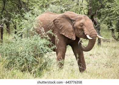 Single Elephant Photographed Serengeti Tanzania Stock Photo 643776358 ...