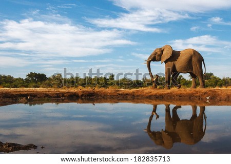 A single elephant is reflected on the still surface of a waterhole on a beautiful day in Botswana