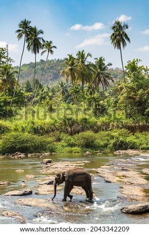 Single elephant at the river  in Sri Lanka