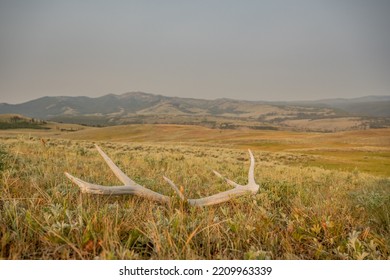 Single Elk Antler Lays In Grassy Field Along Specimen Ridge Trail in Yellowstone
