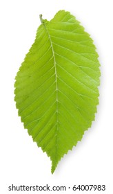 Single Elm Leaf