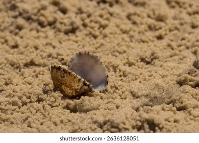 A single empty clam shell, abandoned among the crab feeding balls on the sandy Inhassoro beach in Mozambique.