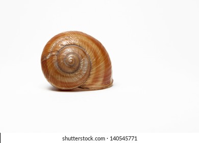 Single Empty Snail Shell Isolated