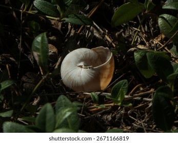 A single empty snail shell lies on the ground.