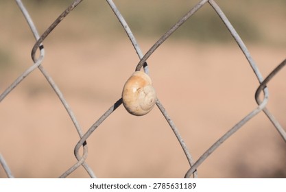 A single, empty snail shell resting on a wire mesh fence, captured in a close-up shot with a soft, blurred background. The image evokes themes of nature, wildlife, stillness, and the contrast between organic elements and industrial structures