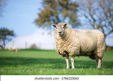 single ewe sheep in the grass