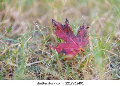 Single Fall Leaf Laying In The Grass