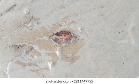 A single fallen autumn brown leaf resting on wet reflective sand with small crab holes. A poetic representation of nature, changing seasons, and coastal ecosystems.