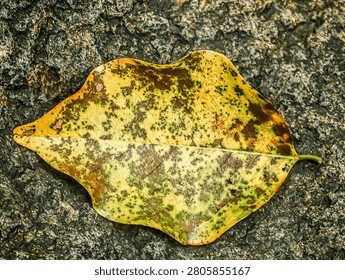 A single fallen autumn leaf with green and yellow spotted patterns resting on a dark, textured stone surface, creating a high-contrast natural composition.