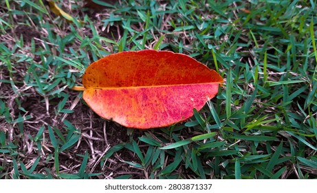 A single fallen leaf rests gracefully upon a bed of green grass, captured in striking close-up detail. The leaf displays a vivid gradient of warm autumn tones; deep orange dominates the upper half, transitioning into a softer rose-pink blush toward the lower portion, with faint traces of yellow near the base and stem. Delicate secondary veins branch outward from this midrib, forming an intricate network visible beneath the surface. The edges appear slightly scalloped or wavy, adding subtle texture to its silhouette. Small dark spots and blemishes are scattered across the surface, indicating the natural aging process of the foliage as chlorophyll breaks down and pigmentation shifts. These imperfections lend authenticity and character, reminding viewers that beauty often exists within decay. The petiole (leaf stalk) extends from the right side, pale and slender, suggesting the leaf recently detached from its host plant. Surrounding blades of narrow grass remain partially green yet show signs of dryness, with some browning at the tips hinting at a dry season rather than classic temperate autumn. Soft, diffused lighting illuminates the scene evenly, enhancing the richness of warm pigments without harsh shadows. The shallow depth of field keeps the subject sharp while the background fades into a pleasing blur of muted greens and earthy tones. Overall, this photograph beautifully captures nature's quiet transformation, a fleeting moment where vivid color meets gentle decline, frozen in time through the lens.