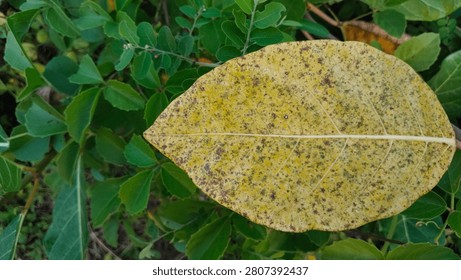 A single fallen yellow leaf with dark spots resting on a lush green foliage background.