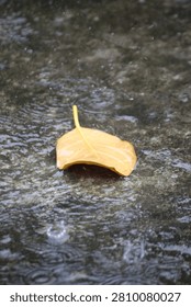 Single fallen yellow leaf on wet ground during heavy monsoon rain with water splashes