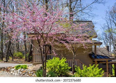 Single Family Mountain Vacation Rental House With Gravel Road Driveway In Spring At Wintergreen Ski Resort Town City Of Nelson County, Virginia With Redbud Blossom Blooming Tree