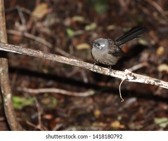 Single Fantail On A Branch In NZ