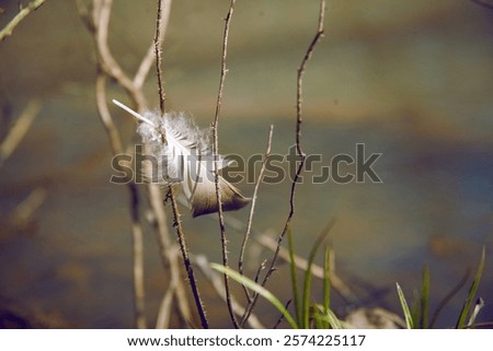 Similar – Image, Stock Photo white feather caught on wild plant