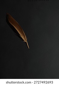 Single feather on dark surface