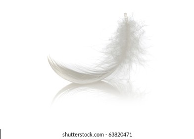 single feather on white