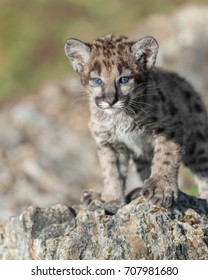 Single Female Mountain Lion Cub Stock Photo 707981680 | Shutterstock