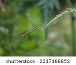 Single female of the white-legged damselfly (latin name: Platycnemis pennipes) in western Serbia