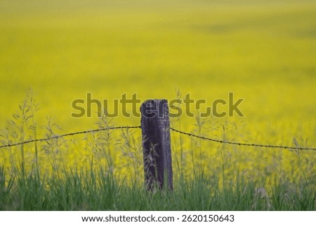 A single fencepost with barbedwire in the foreground with yellow canola field in the background