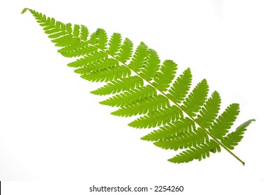 Single Fern Leaf Isolated On White Stock Photo (Edit Now) 2254260