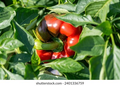 A single fiery red color hollow bulbous pepper growing on a lush green ground plant. The cultivated bell pepper plant has a thick stem with green leaves. The hot chili pepper has shiny ripened skin.  - Powered by Shutterstock