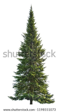 single fir isolated on white background