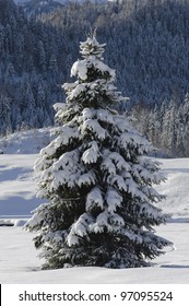 Single Fir Tree In Winter