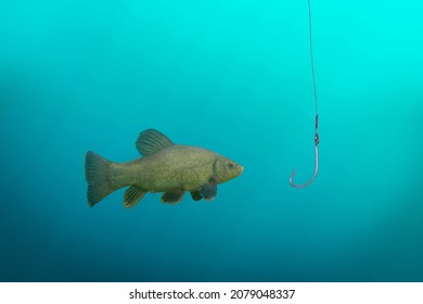 A Single Fish In Front Of A Much Too Big Fishing Hook