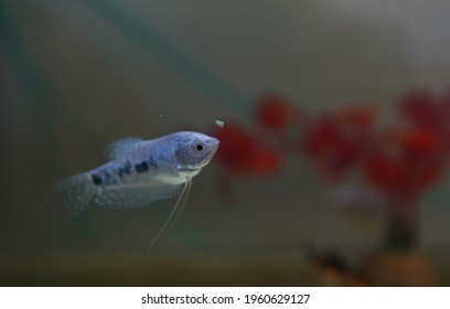 Single Fish Swimming In Aquarium