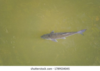 Single Fish Swimming In A Green Pond 