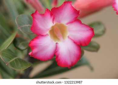 Single Flickr Hive Mind Flower In Oahu Hawaii
