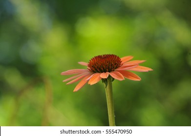 Single Flower