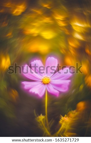 Similar – Image, Stock Photo Show Spring Flower Broken