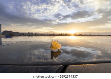 Single flower is floating on the surface of a body of water. The sun is setting in the background, casting a warm glow over the scene. Concept of tranquility and beauty, as the flower