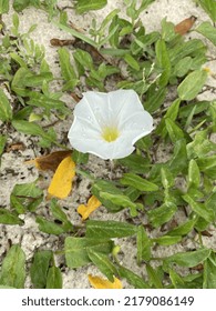 Single Flower Growing In Strange Places