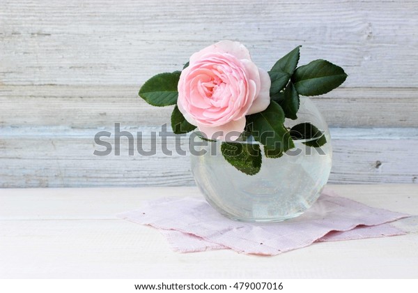 Single Flower Pink Rose Round Glass Stock Photo Edit Now 479007016