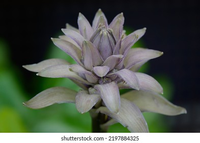 Single Flower Of A Plantain Lily (Hosta)