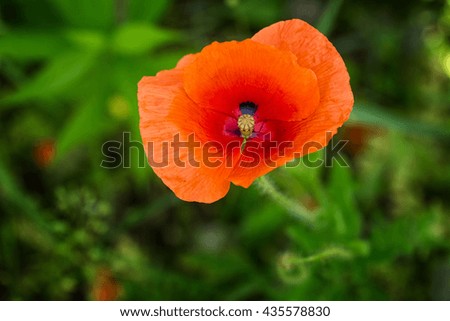 Similar – Boom flight, bumblebee and poppy