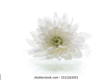 白菊花图片 库存照片和矢量图 Shutterstock