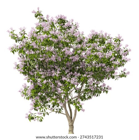 Single flowering tree isolated on white background. purple flowering tree 3D render with transparent background PNG in sunny daylight with soft, natural lighting. Full tree cutout isolated on white background with copy space. Photorealistic Green tree with leaves and trunk isolated on white background. isolate small flower trees with copy space for design backgrounds, architecture visualization, landscape design projects, exterior renderings, urban planning presentations, environmental graphics, real estate marketing, garden planning concepts, 3D compositing, and nature themed backdrop layouts. Foreground plant with branches composition on clean, white backdrop. Front view, Side view of Syringa oblata commonly known as the early blooming lilac, Early lilac, Fragrant lilac or broadleaf lilac.