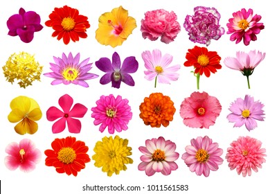 Flower Head Images, Stock Photos & Vectors | Shutterstock