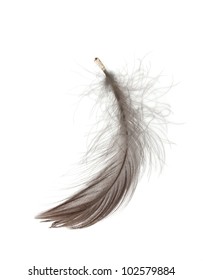 Single Fluffy Feather Isolated On White