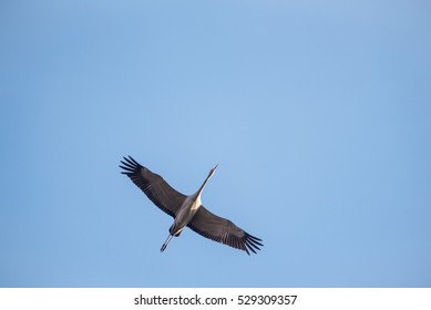 Single Flying Crane In Blue Sky