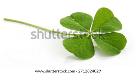 Single Four Leaf Clover Isolated on White Background Symbolizing Luck and Fortune